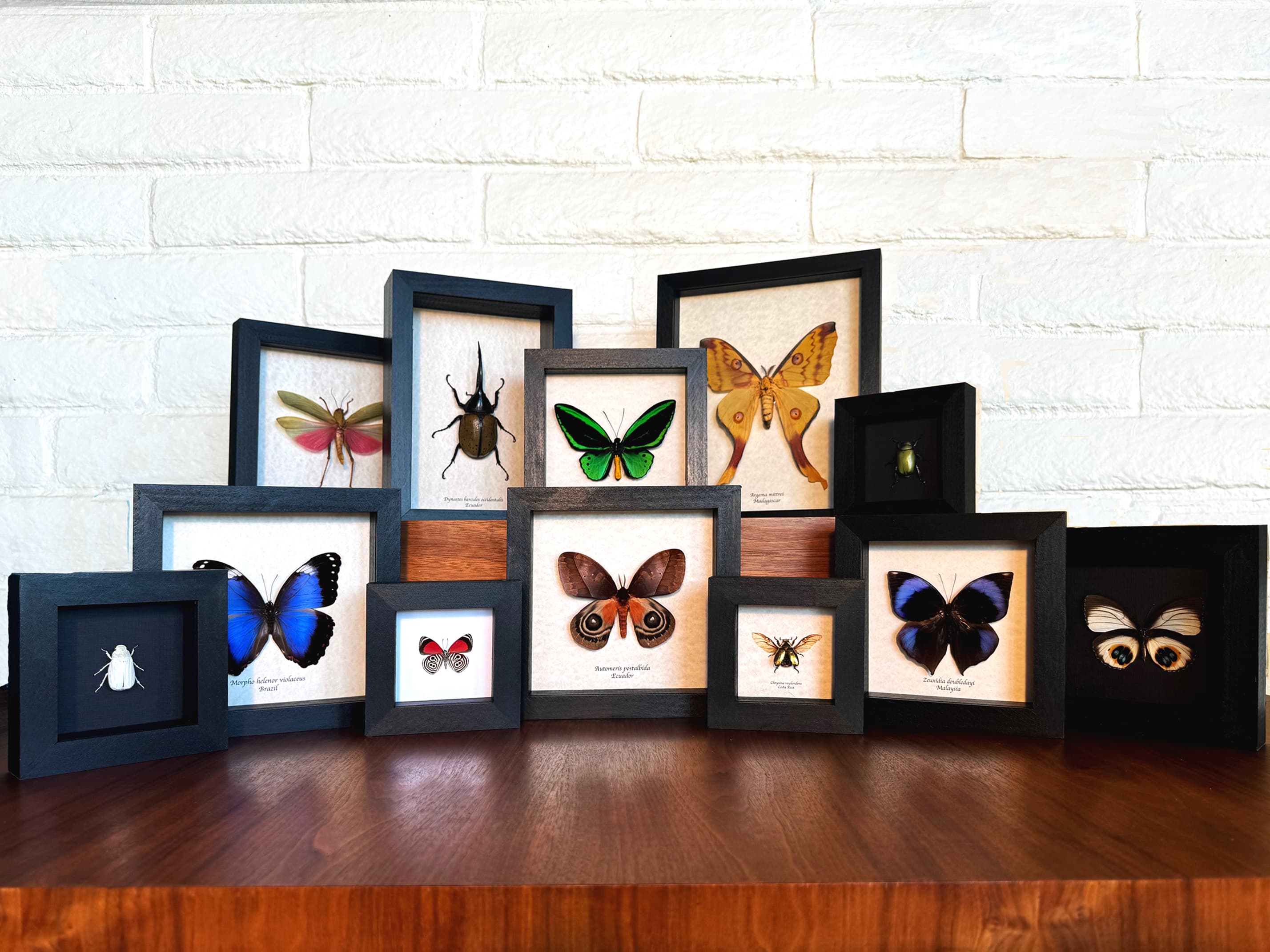 A collection of framed mounted insect specimens, including butterflies, moths, and beetles, displayed on a wooden table