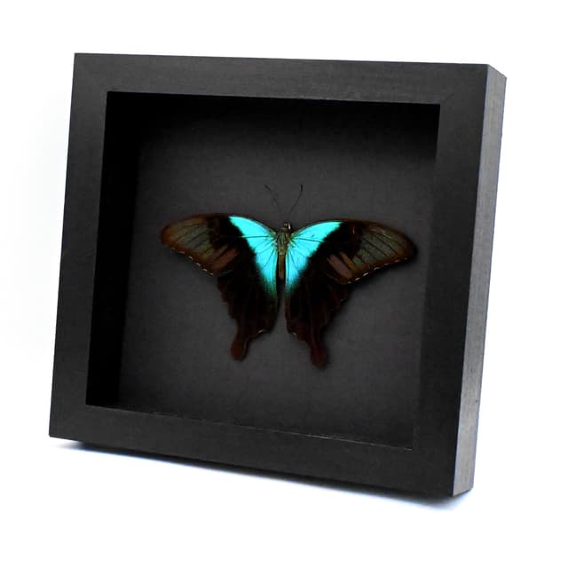 Real green Swallowtail butterfly framed taxidermy -Papilio peranthus insulicola - Victorian mount