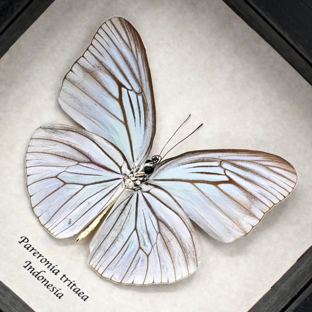 Real Opalescent butterfly framed taxidermy - Pareronia tritaea