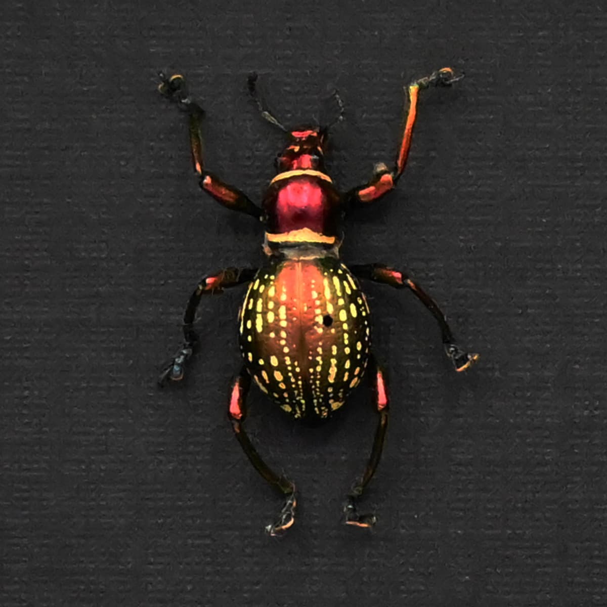 Real metallic red weevil beetle framed specimen - Pachyrhynchus species