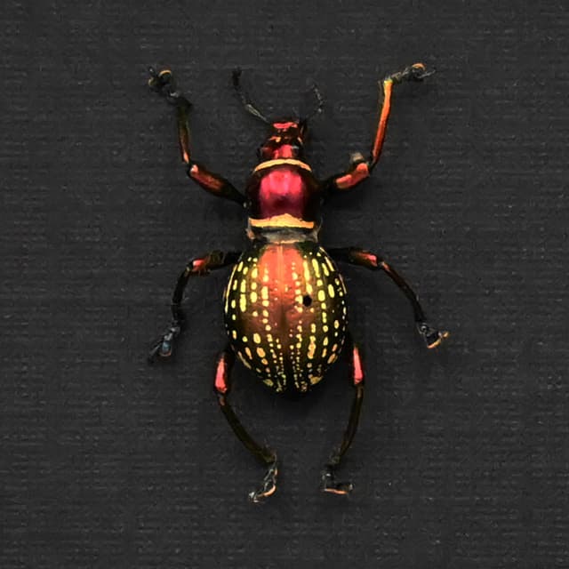 Real metallic red weevil beetle framed specimen - Pachyrhynchus species