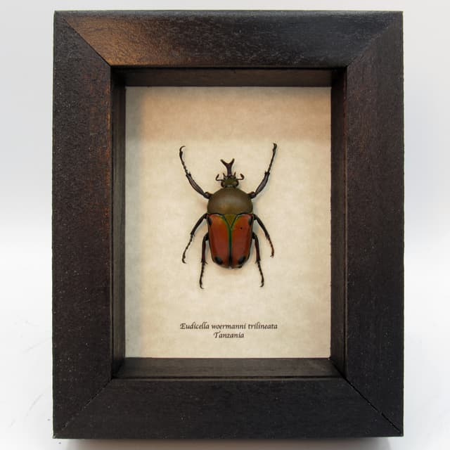 Real framed taxidermy flower beetle - Eudicella woermanni trilineata