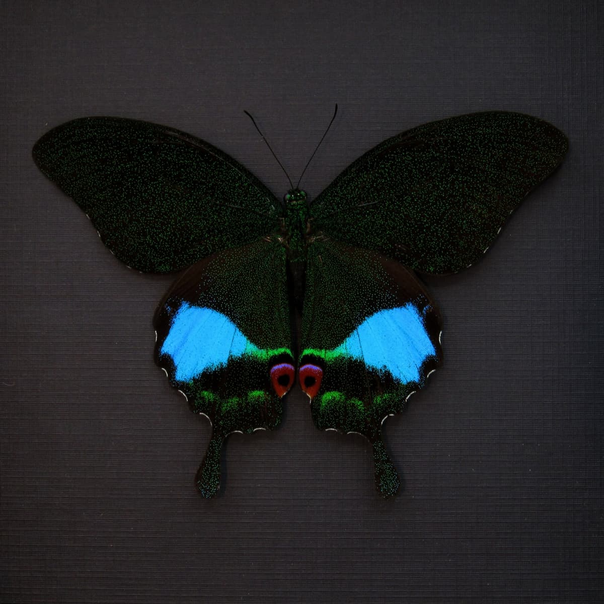 Large female Jungle Jade butterfly framed taxidermy - Papilio karna - Victorian mount