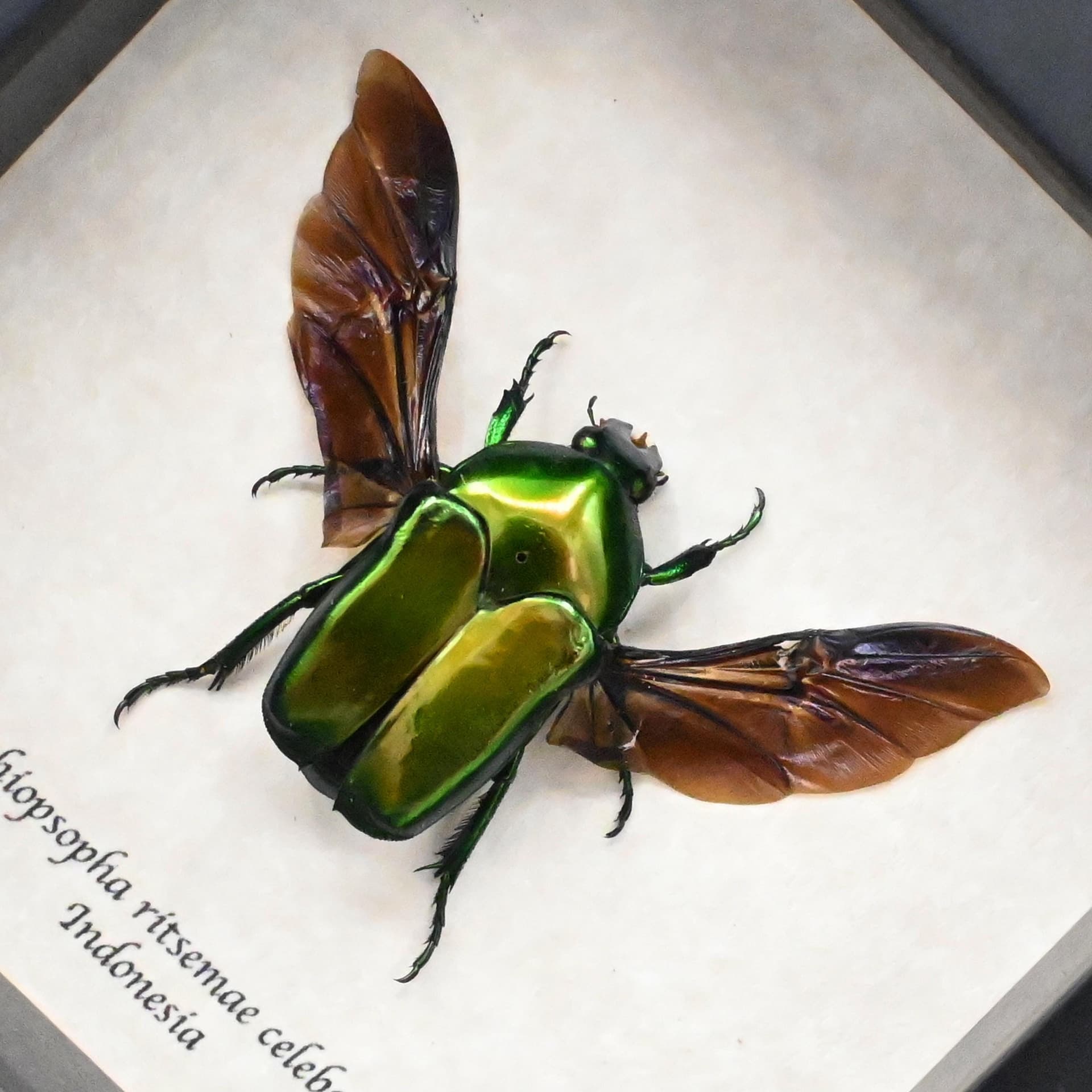 Real metallic green beetle framed taxidermy - Ischiopsopha ritsemae celebensis