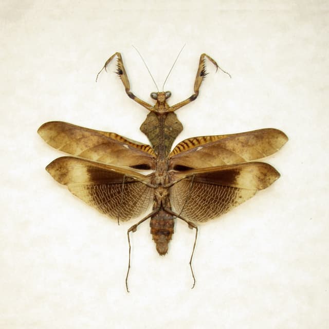 Real framed taxidermy Dead Leaf praying mantis - Deroplatys lobata - light form