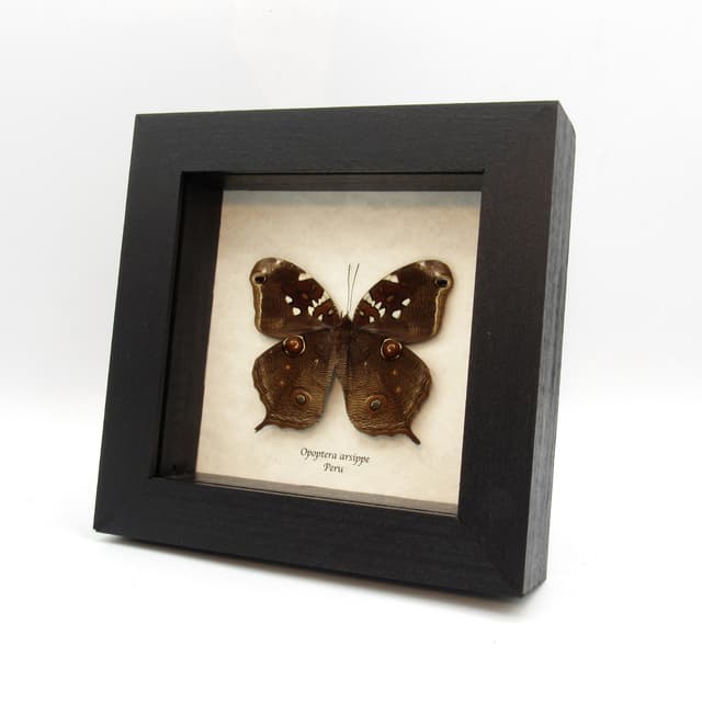 Real Brown Nymph butterfly framed taxidermy - Opoptera arsippe