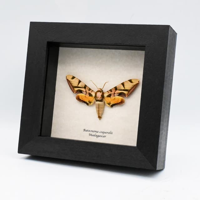 Rare Lavender Sphinx moth framed taxidermy - Batocnema coquerelii