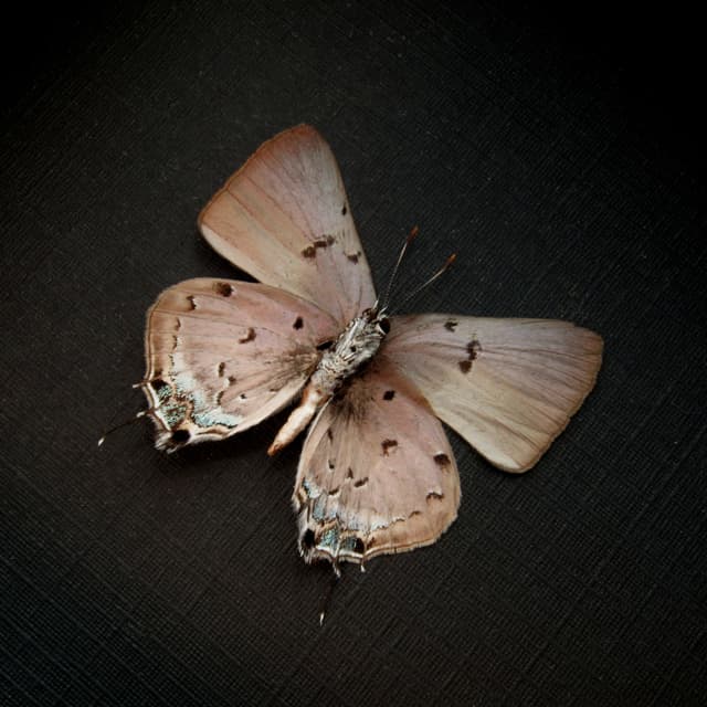Real tiny lavender hairstreak butterfly framed taxidermy - Lycaenidae species