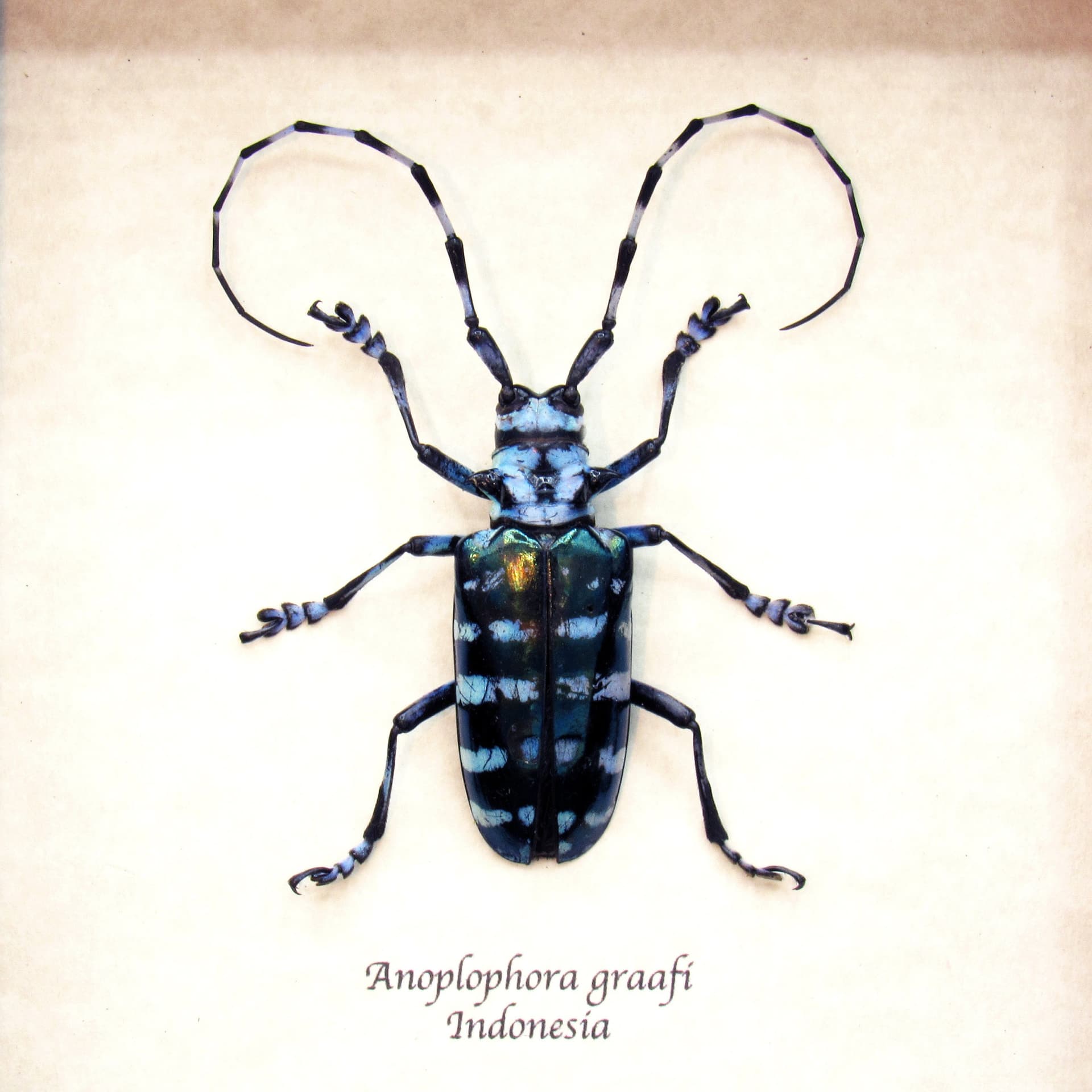Real blue Longhorn beetle framed taxidermy - Anoplophora graafi