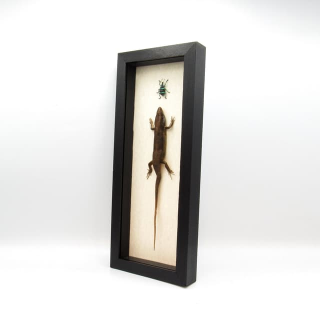 The Chase!  Real framed lizard chasing a beetle