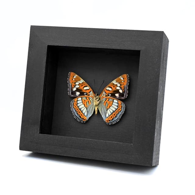Real Poplar Admiral framed taxidermy butterfly - Limenitis populi