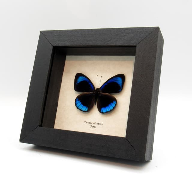 Real metallic blue butterfly framed taxidermy - Eunica acmena