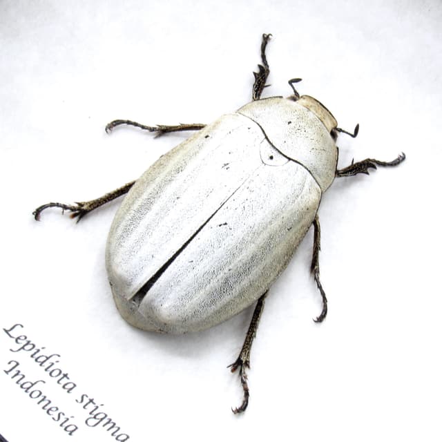 Real large White Scarab beetle framed taxidermy - Lepidiota stigma