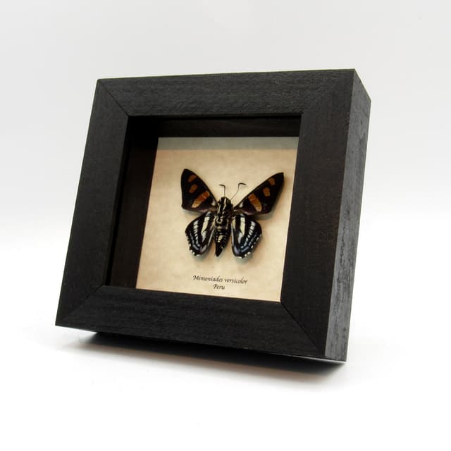 Real Versicolor Skipper butterfly framed taxidermy - Mimoniades versicolor