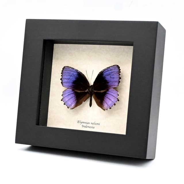 Very rare purple butterfly framed taxidermy - Elymnias nelsoni