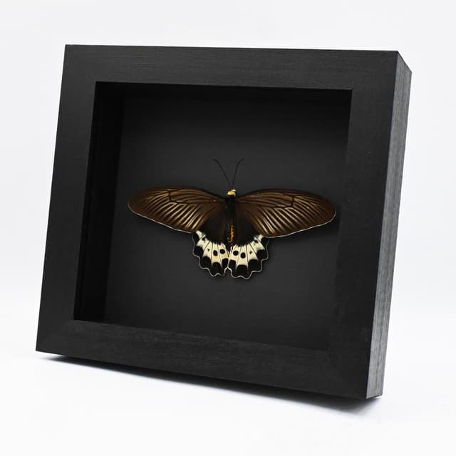 Real White Head Batwing butterfly framed taxidermy - Atrophaneura priapus - female - Victorian mount