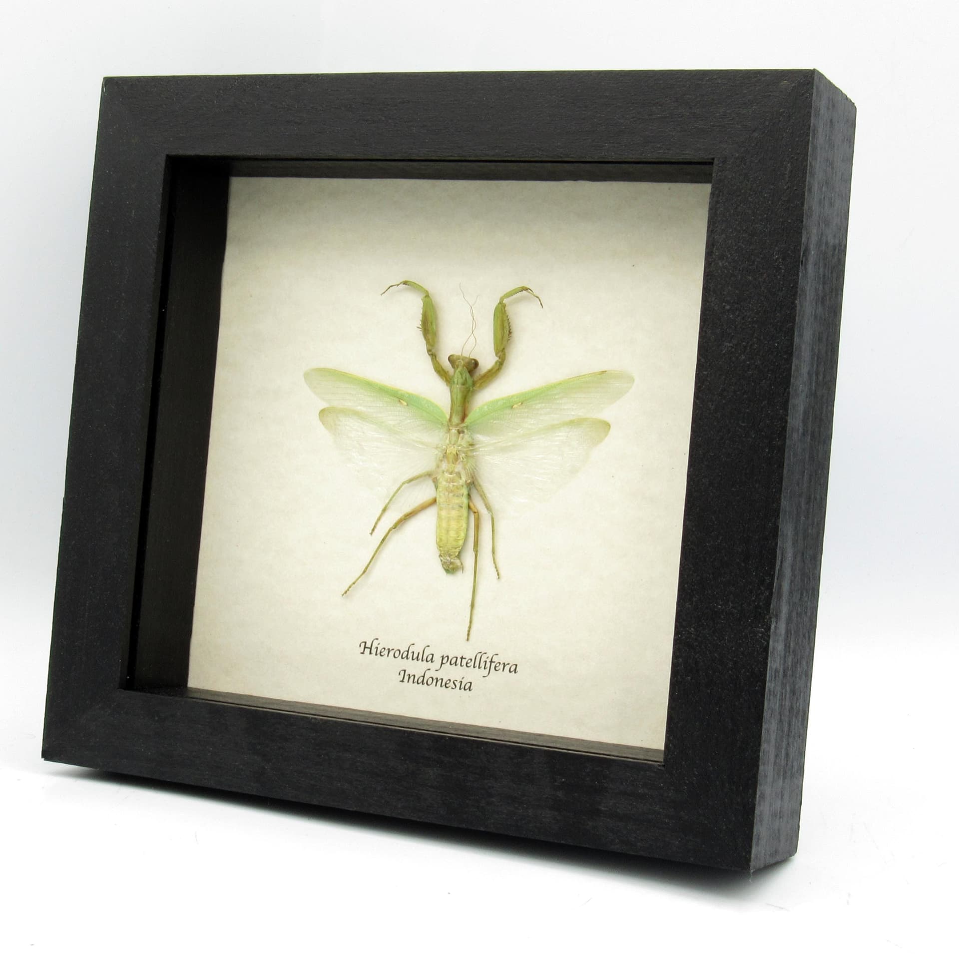 Real large Praying Mantis framed taxidermy - Hierodula patellifera