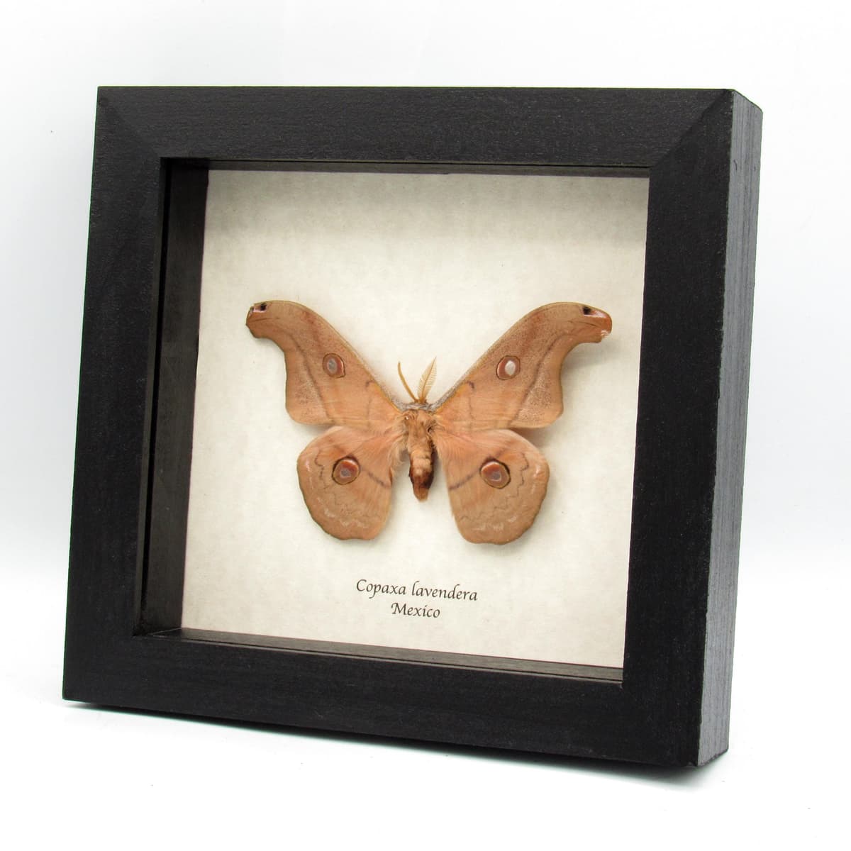 Rare Mexican Silk moth framed taxidermy - Copaxa lavendera