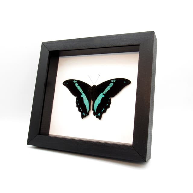 Real metallic butterfly framed taxidermy - Papilio bromius - Victorian mount