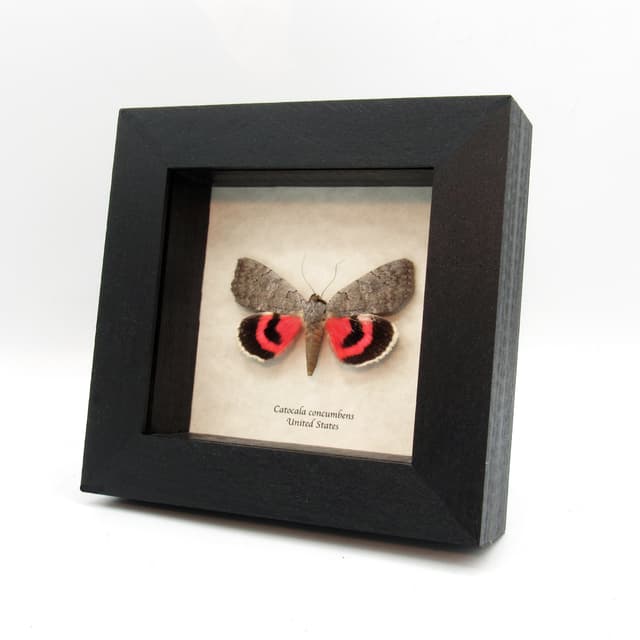 Real Pink Sleepy Underwing moth framed taxidermy - Catocala concumbens
