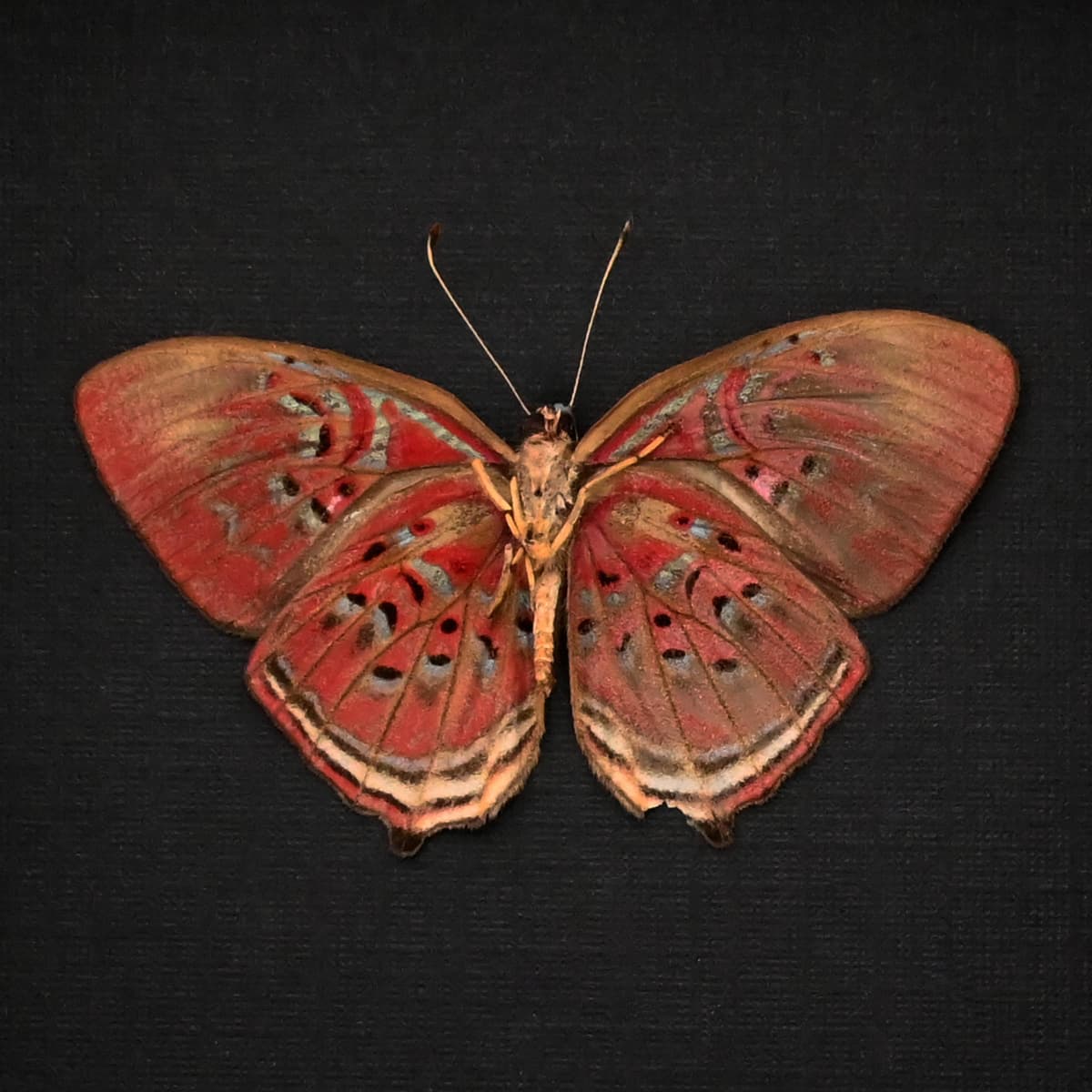 Rare Red Harlequin butterfly framed taxidermy - Paralaxita telesia - Victorian mount