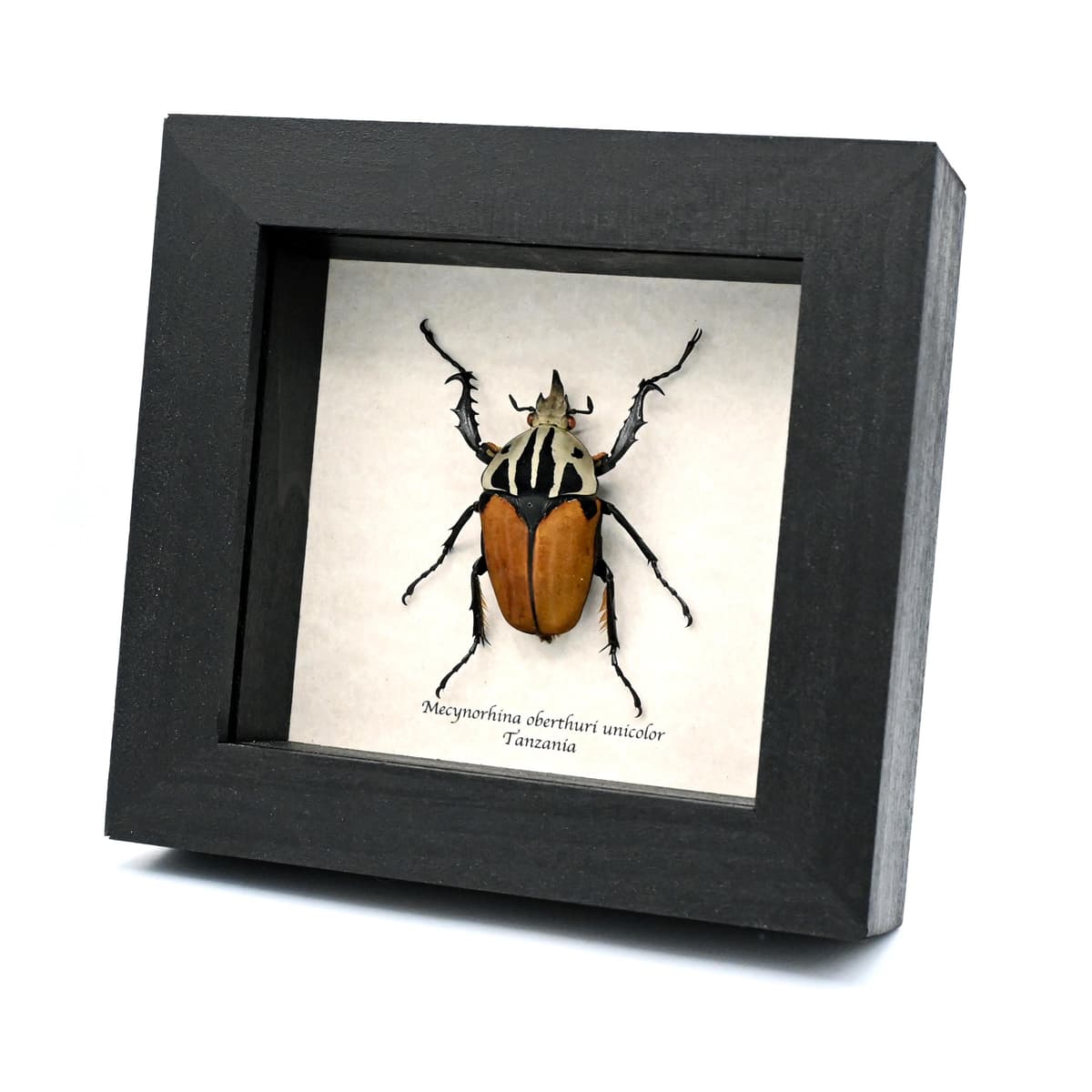 Real Giant Flower beetle framed - Mecynorhina oberthuri unicolor