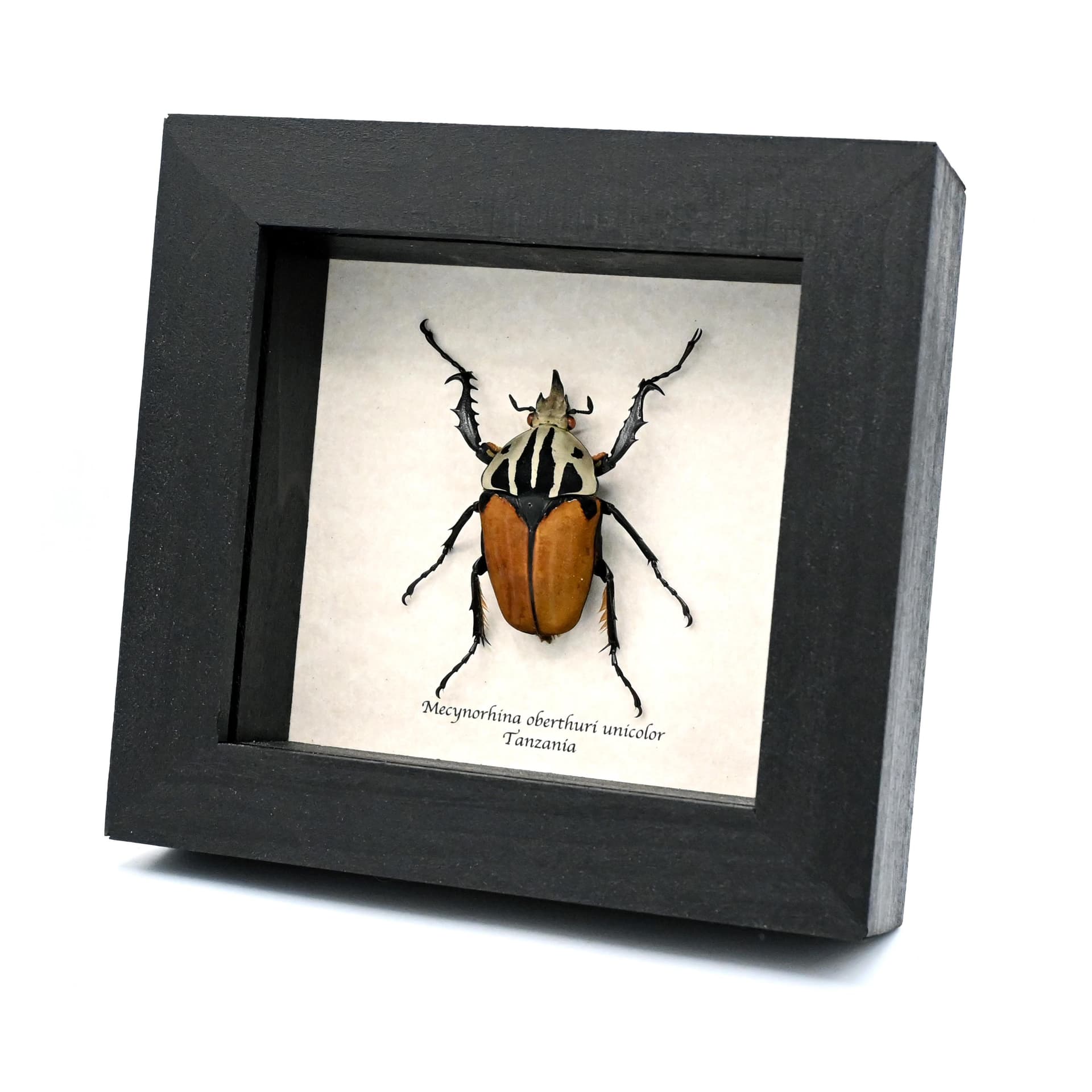 Real Giant Flower beetle framed - Mecynorhina oberthuri unicolor