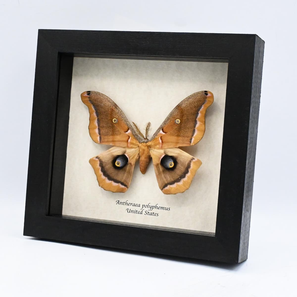 Real Polyphemus moth framed taxidermy - Antherea polyphemus