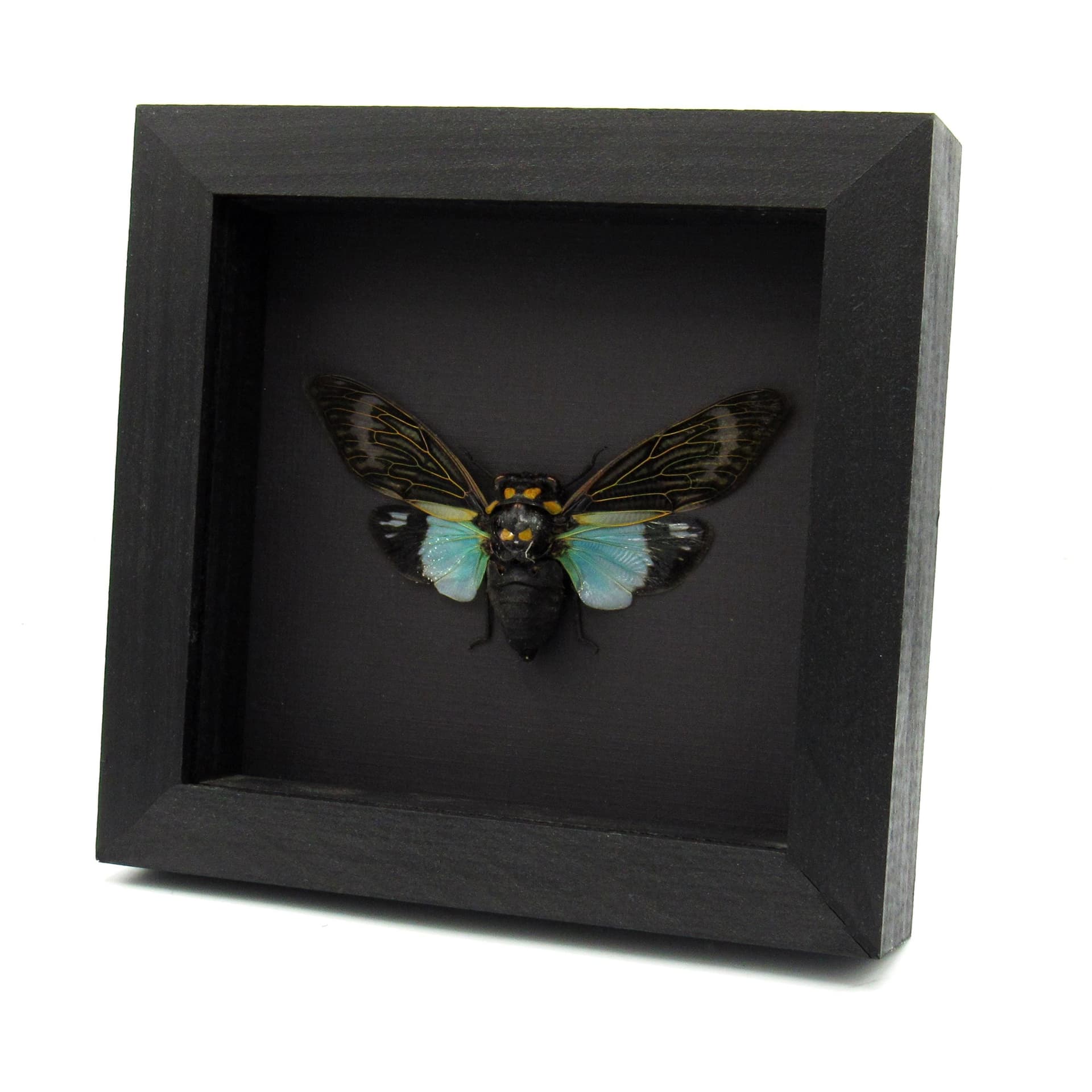 Real blue Giant Cicada framed taxidermy - Tosena splendida