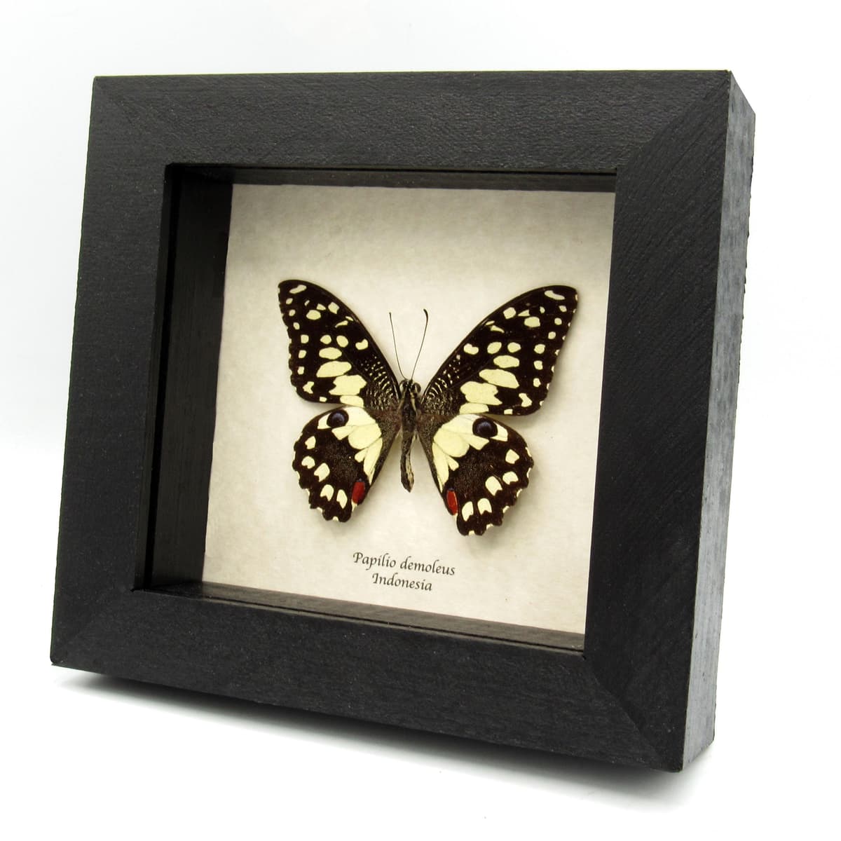 Real framed taxidermy butterfly - Papilio demoleus