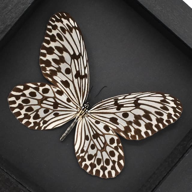 Real large Tree Nymph butterfly framed taxidermy - Idea hypermnestra hera