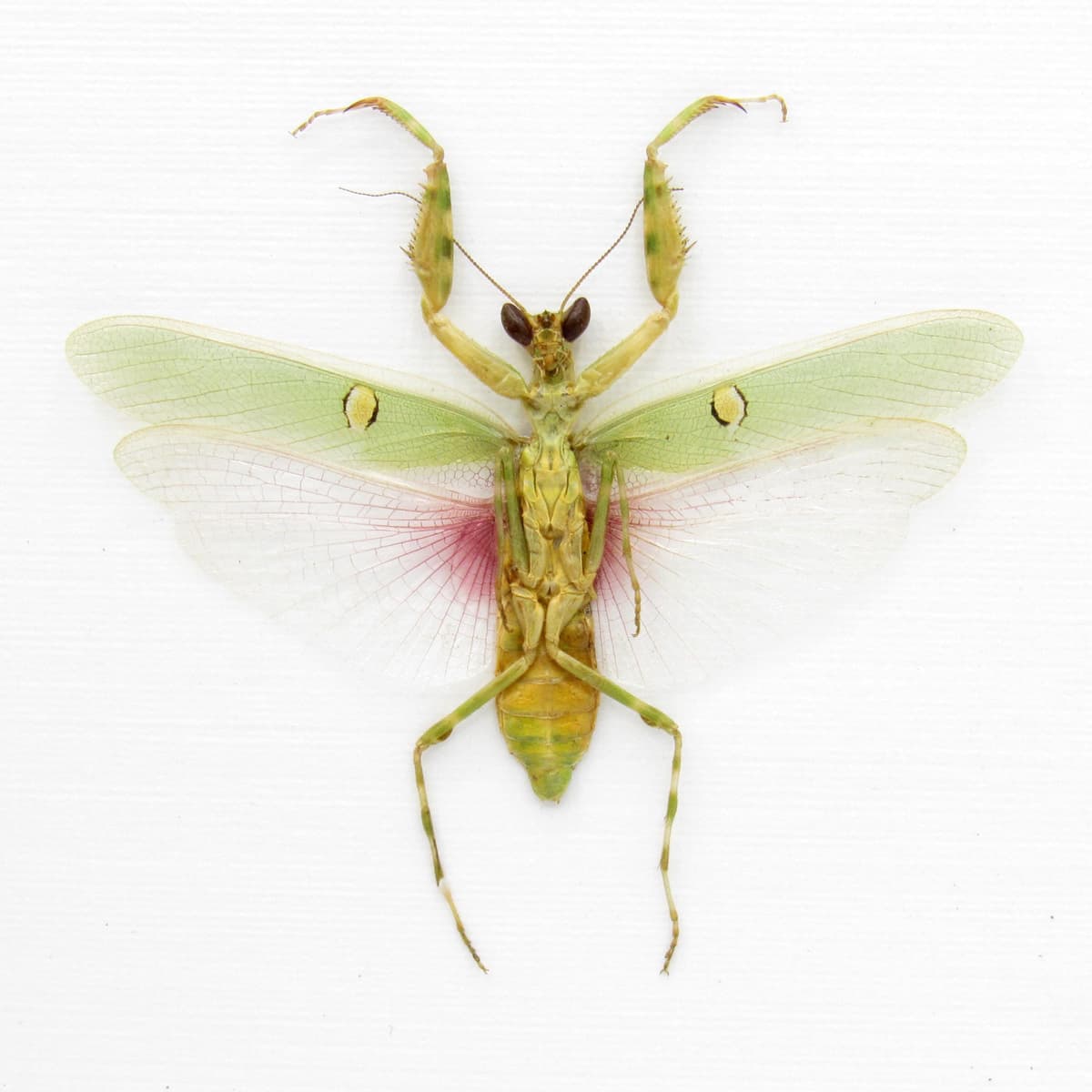 Real Indian Flower Mantis framed taxidermy - Creobroter gemmatus