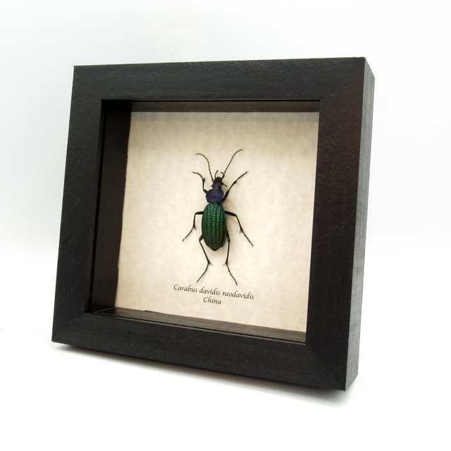 Real large green Ground beetle framed taxidermy - Carabus davidis neodavidis