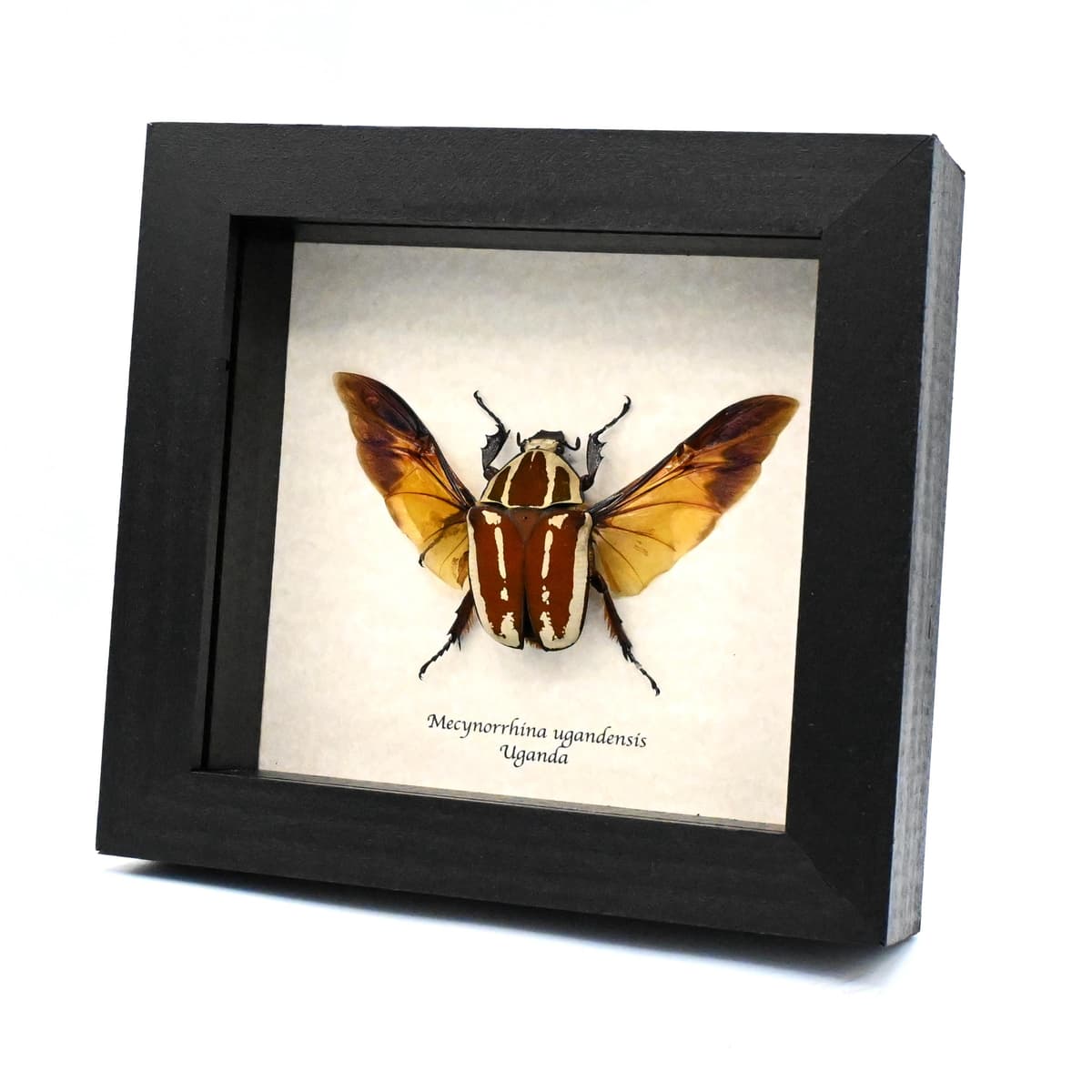 Large Scarab beetle framed taxidermy - Mecynorrhina ugandensis - female