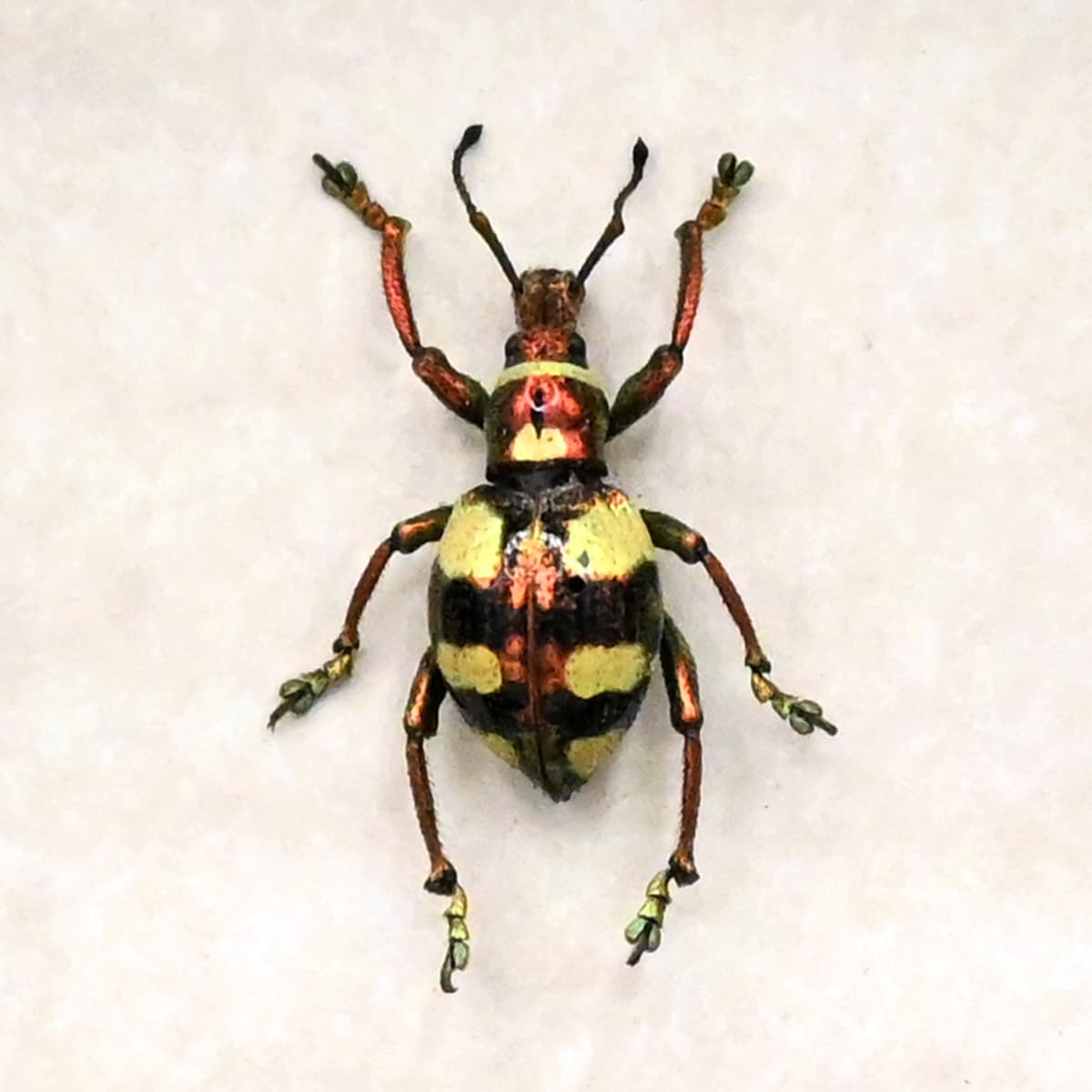 WEEVIL MANIA - Real metallic beetle framed taxidermy - Polycatus eupholoides - female