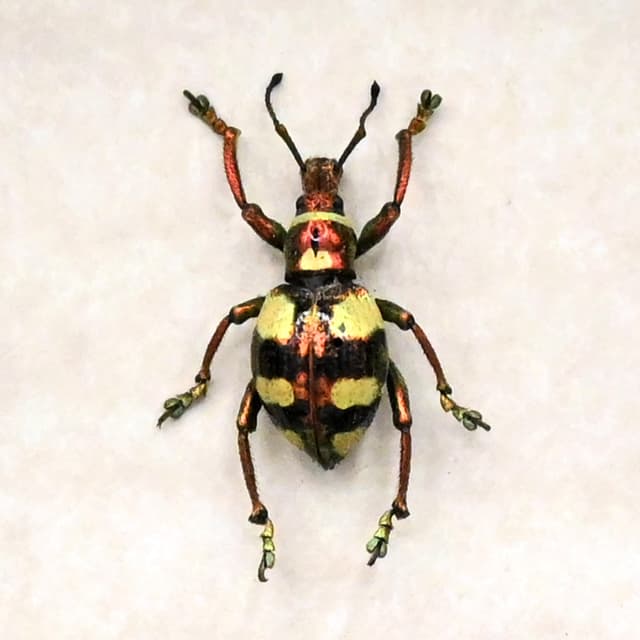 WEEVIL MANIA - Real metallic beetle framed taxidermy - Polycatus eupholoides - female