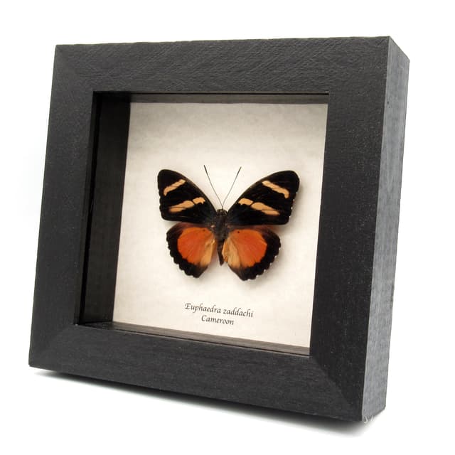 Rare Zaddach's Mimic Forester butterfly framed specimen - Euphaedra zadacci - minor damage/repair