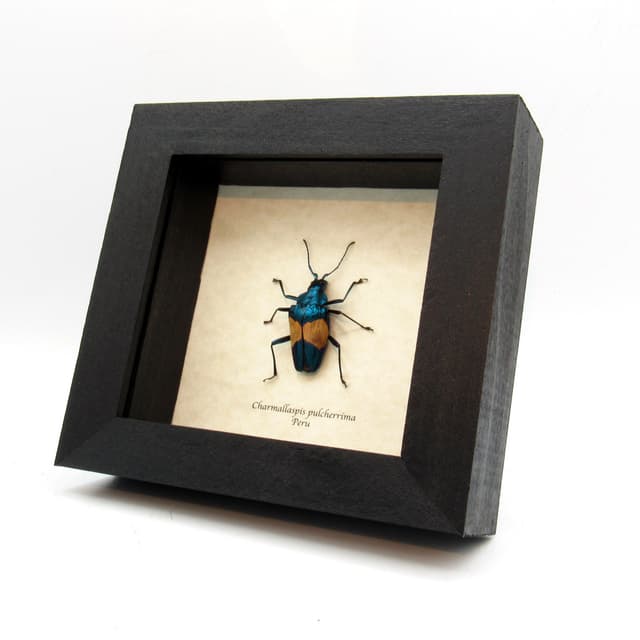 Rare blue Longhorn beetle framed taxidermy - Charmallaspis pulcherrima