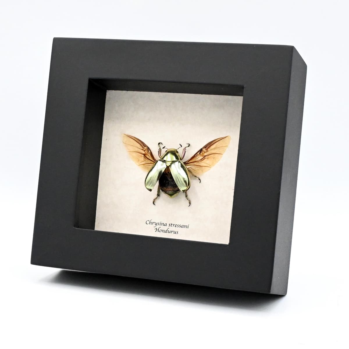 Rare gold metallic jewel beetle framed specimen - Chrysina stressani