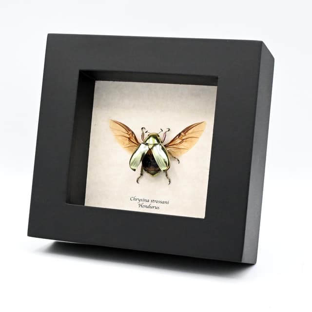 Rare gold metallic jewel beetle framed specimen - Chrysina stressani