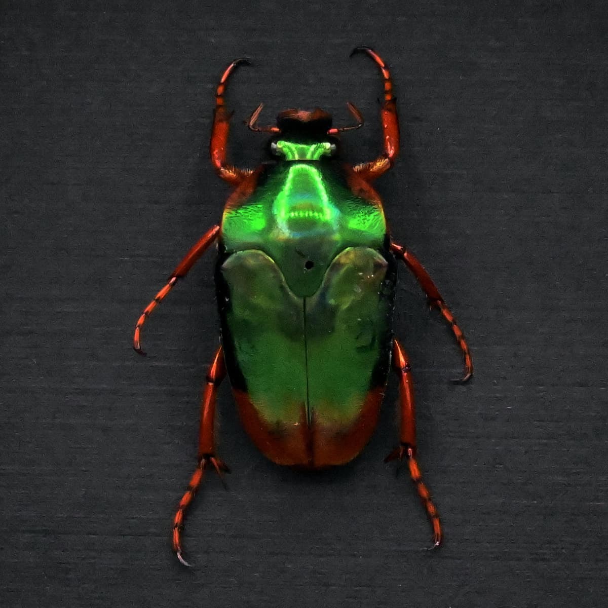 Real metallic green and red Scarab beetle framed taxidermy - Mycterophallus xanthopus