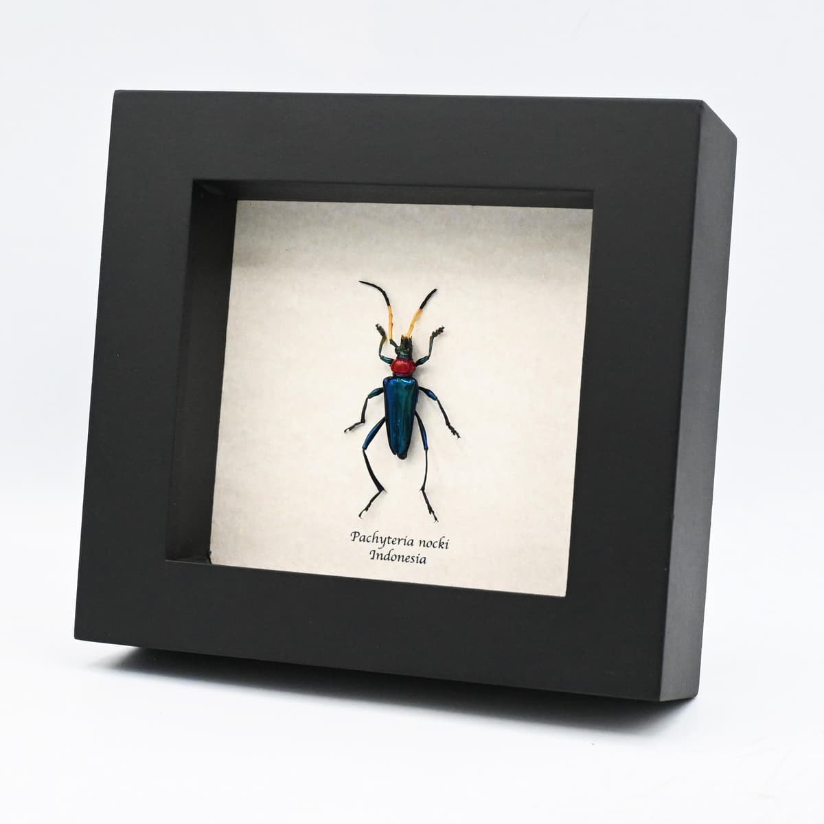 Rare metallic Longhorn beetle framed taxidermy - Pachyteria nocki