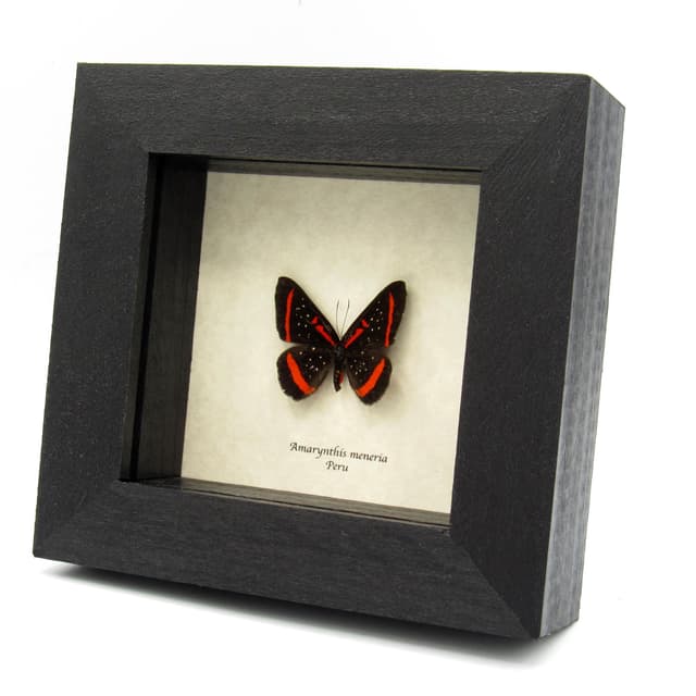 Real red Meneria Metalmark butterfly framed taxidermy - Amarynthis meneria