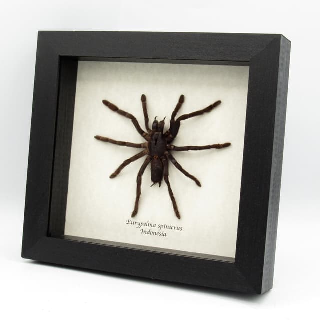 Real large hairy fanged tarantula spider framed - Eurypelma spinicrus