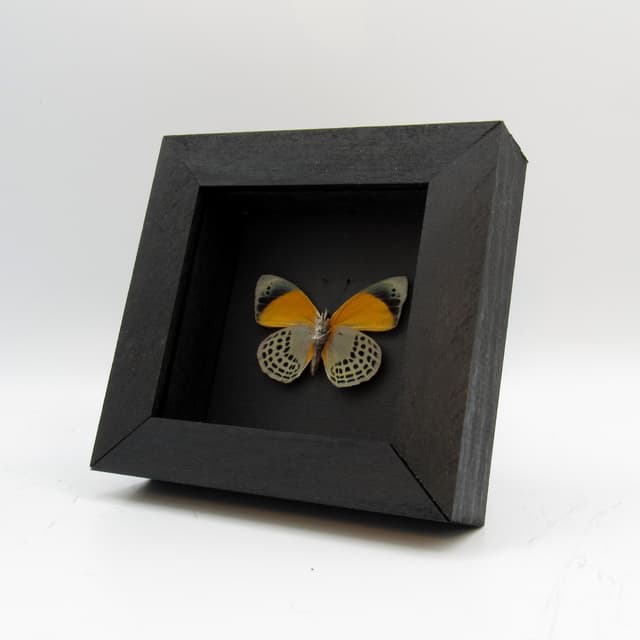 Real butterfly framed taxidermy - Asterope markii