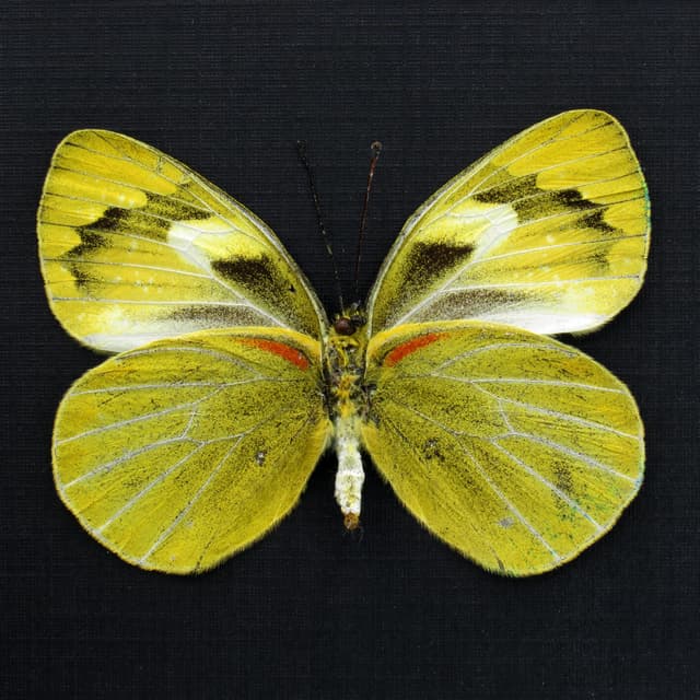 Real Chartreuse Delias butterfly framed taxidermy - Delias levicki