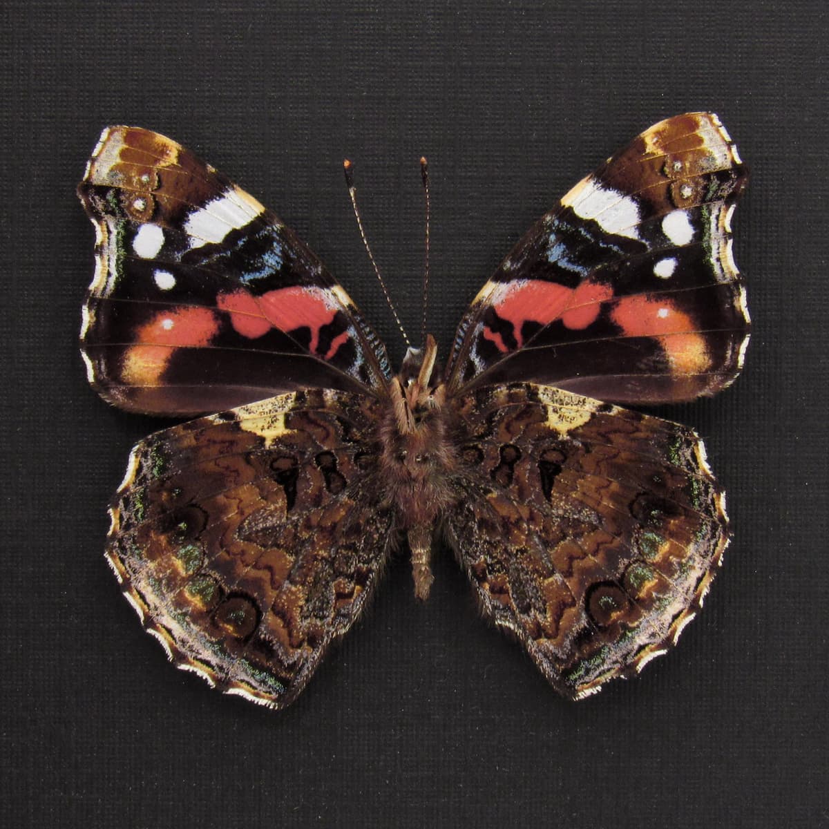 Real American Lady butterfly framed taxidermy - Vanessa virginensis