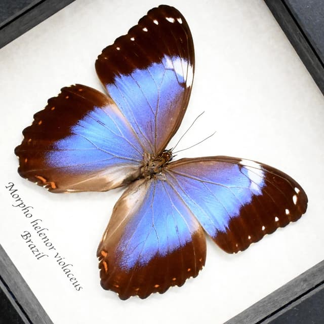 Real Giant Violet Morpho butterfly framed taxidermy - Morpho helenor violaceus