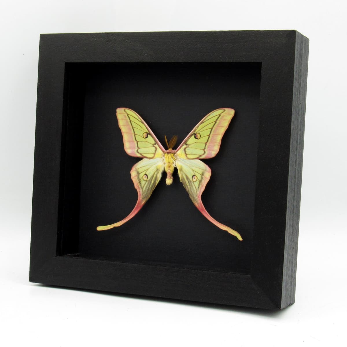 Very rare hybrid Moon Moth framed taxidermy - Actias dubernardi x Graellsia isabellae