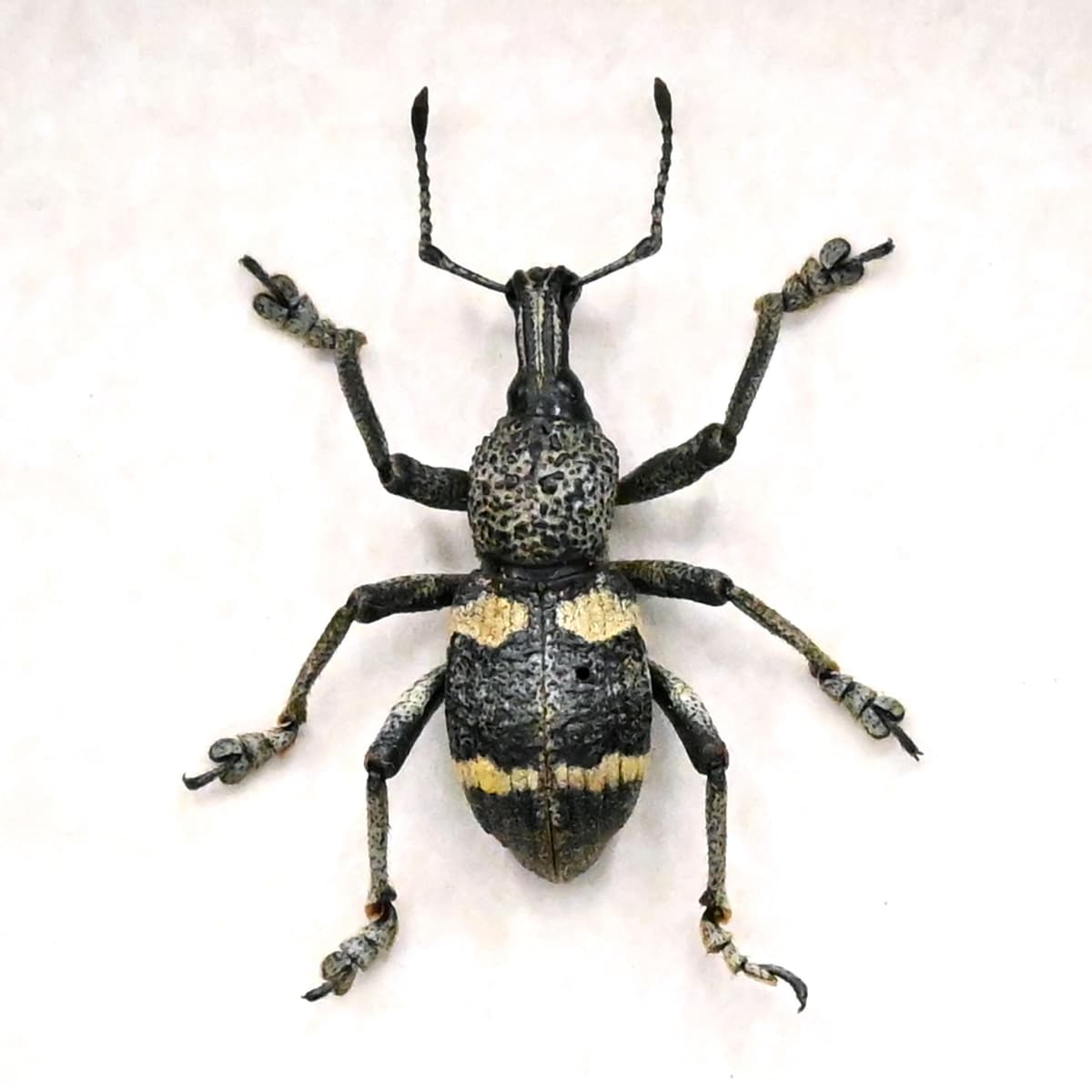 Real Weevil framed beetle taxidermy - Curculionidae species